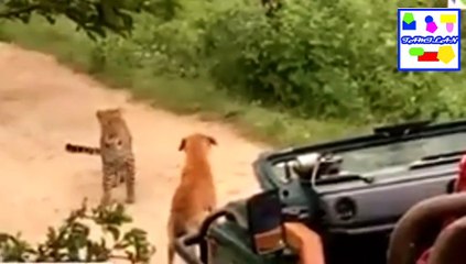 the dog fighting with leopard  then leopard run away