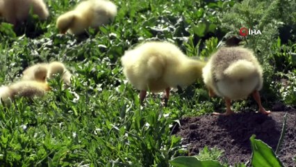 Kars’ta kaz yavruları meraya çıktı