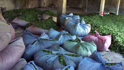 Yaş çay taban fiyatı bugün açıklanıyor