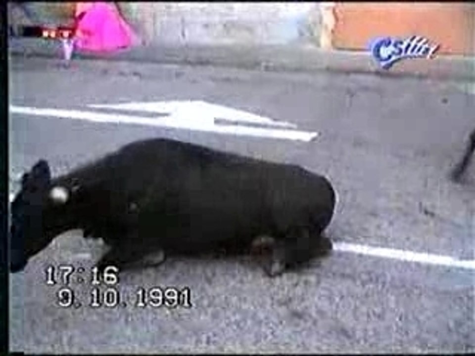 Humour Accident Vache