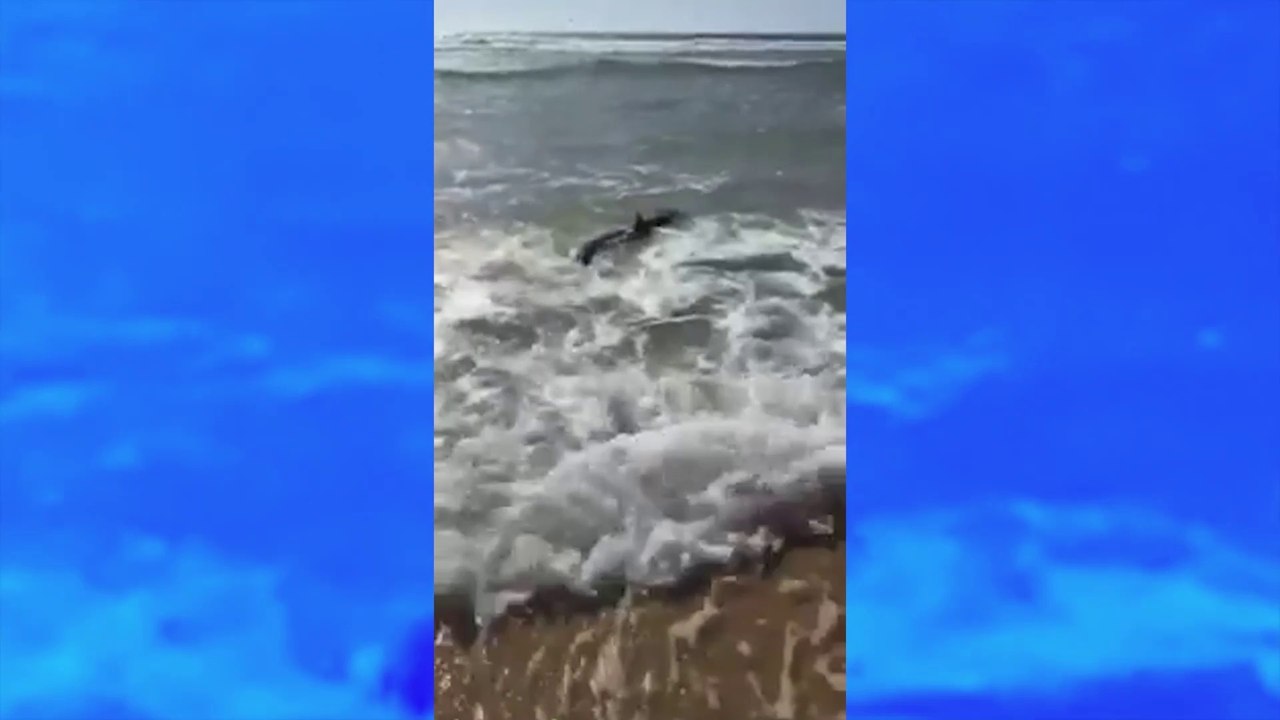 France : un requin filmé dans les Landes sème la panique pendant un cours de surf !