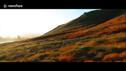 Stunning drone footage flies over California hills wildflower superbloom