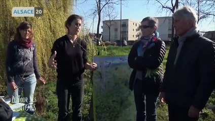 Plantation au Conseil Départemental du Haut-Rhin - 22 mars 2019