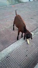 Goat eatin corn. Incredibly it is a very relaxing video!!??