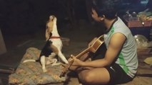 Beagle ‘sings’ along as his Thai owner plays guitar