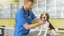 Cáncer en perros, tipos y diagnóstico