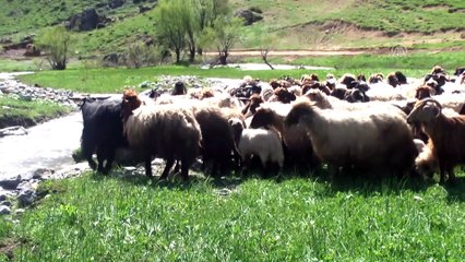 Şemdinli'de besiciler sürülerini yayla çıkardı - HAKKARİ