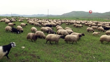 Gercüş'te koyun kırkma dönemi başladı