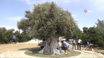1300 Yıllık Anıt Zeytin Ağacı Erdoğan'ı Bekliyor