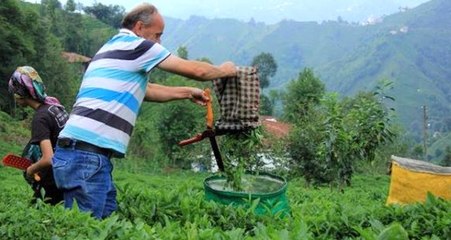 Son Dakika! Yaş Çay Alım Fiyatı Açıklandı