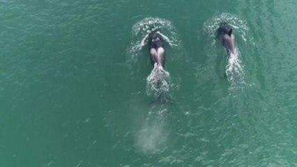 Greenpeace exige la liberación de las ballenas encarceladas en su hábitat
