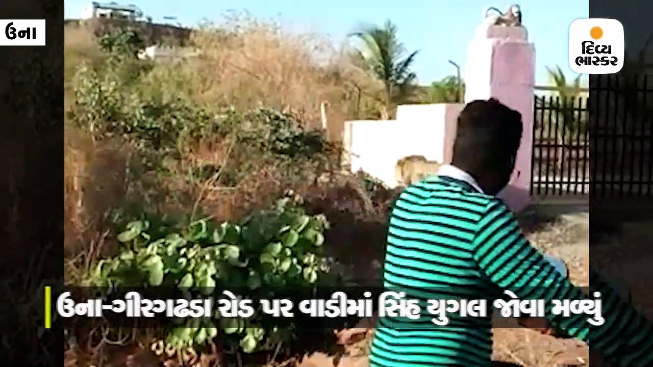 ઉના-ગીરગઢડા રોડ પર આકરા તાપમાં છાંયડાની શોધમાં સિંહ યુગલ નીકળ્યું
