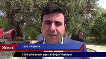 1300 yıllık zeytin ağacı Erdoğan’ı bekliyor