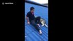 Dog owner rescues clumsy husky who got stuck on roof