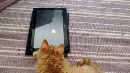 Kitteh JEBAITED