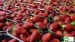 Conseil-Santé: Les vertus de la fraise