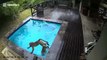 Breast-stroking baboons take over family swimming pool in South Africa