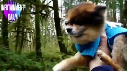 The most fun and viral animal videos!  Compilation volumen 1 - August 2019