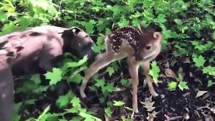 The most fun and viral animal videos!  Compilation volumen 4 - August 2019