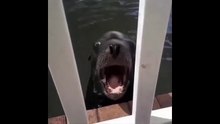 The most fun and viral animal videos!  Compilation volumen 5 - August 2019