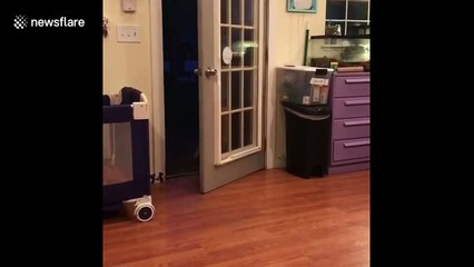 This lamb wants to make an entrance but the door won’t let him