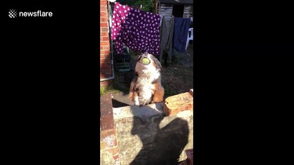 Neighbourhood dog throws ball over wall so he can play with everyone