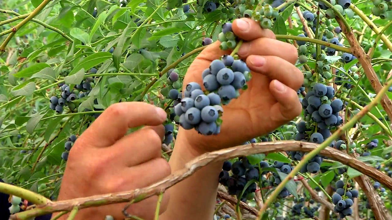 '블루베리', 농가소득 효자 노릇 '톡톡' / YTN