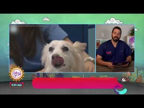 Mitos y realidades: ¿existen los ginecólogos veterinarios? | Sale el Sol