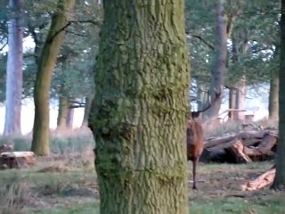 Il croise le roi de la forêt. Magique