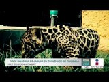 Nace cachorra de Jaguar en el Zoológico de Tlaxcala | Noticias con Francisco Zea