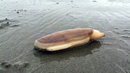 Regardez comment ce mollusque disparaît dans le sable. Belle technique