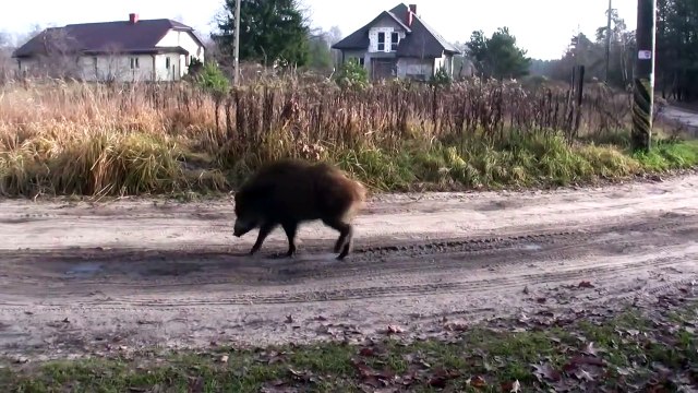 Un sanglier et un chien jouent ensemble. Tellement drôle
