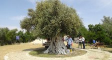 İşte Cumhurbaşkanı Erdoğan'ın Övgüyle Bahsettiği Bin 300 Yıllık Zeytin Ağacı