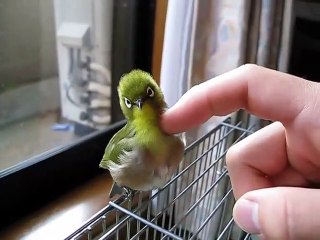Ce petit oiseau adore les câlins. Il est aux anges
