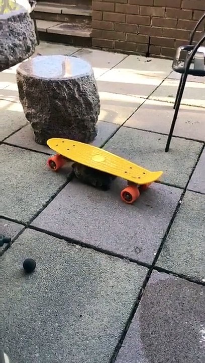 Cette tortue fait du skateboard.. sous la planche !