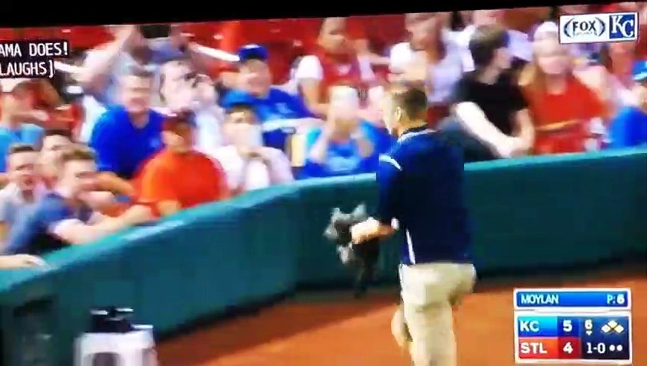 Ces chats s'en prennent aux humains ! Compilation