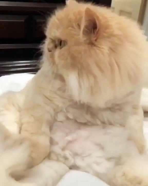 Ce chat Grumpy se tient assis et vous défie du regard !