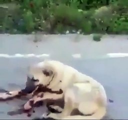 Köpeği çekicinin arkasına bağlayarak sürükleyen yaratık!