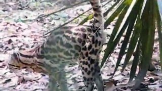 Ocelot (Leopardus Pardalis)