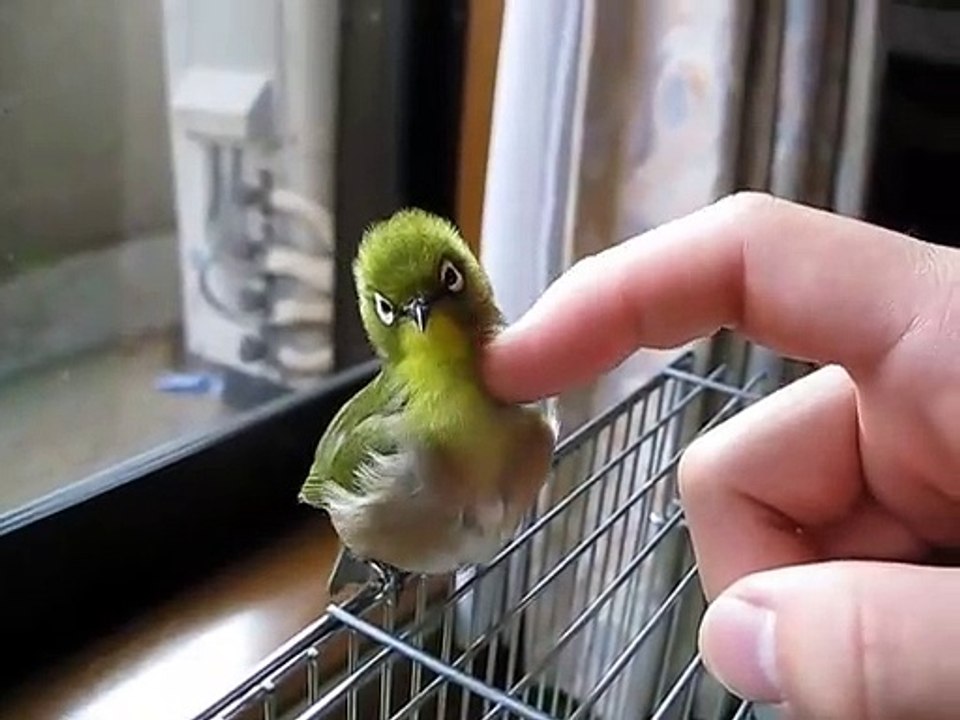 Ce petit oiseau adore qu'on lui fasse des câlins