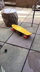 Cette tortue porte un skate sur sa carapace