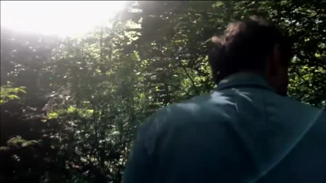 Crece la participación en los baños de bosque para combatir el estrés