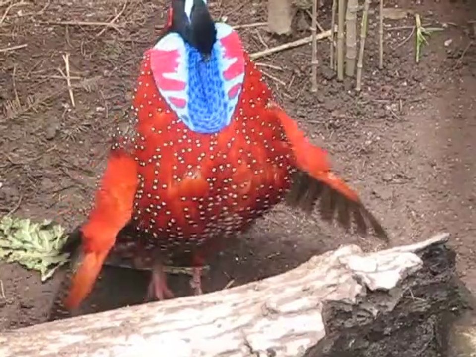 Cet oiseau fait le beau : parade incroyable du Tragopan satyre