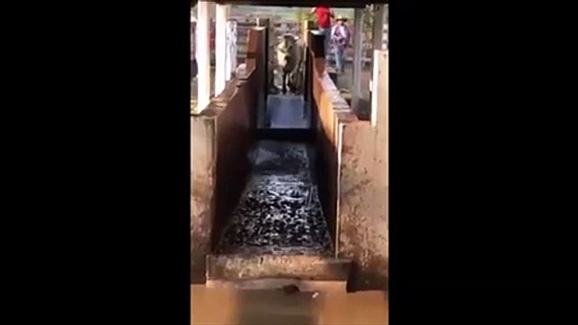 Cette vache fait une petite blague aux fermiers : un gros plongeon dans un bac