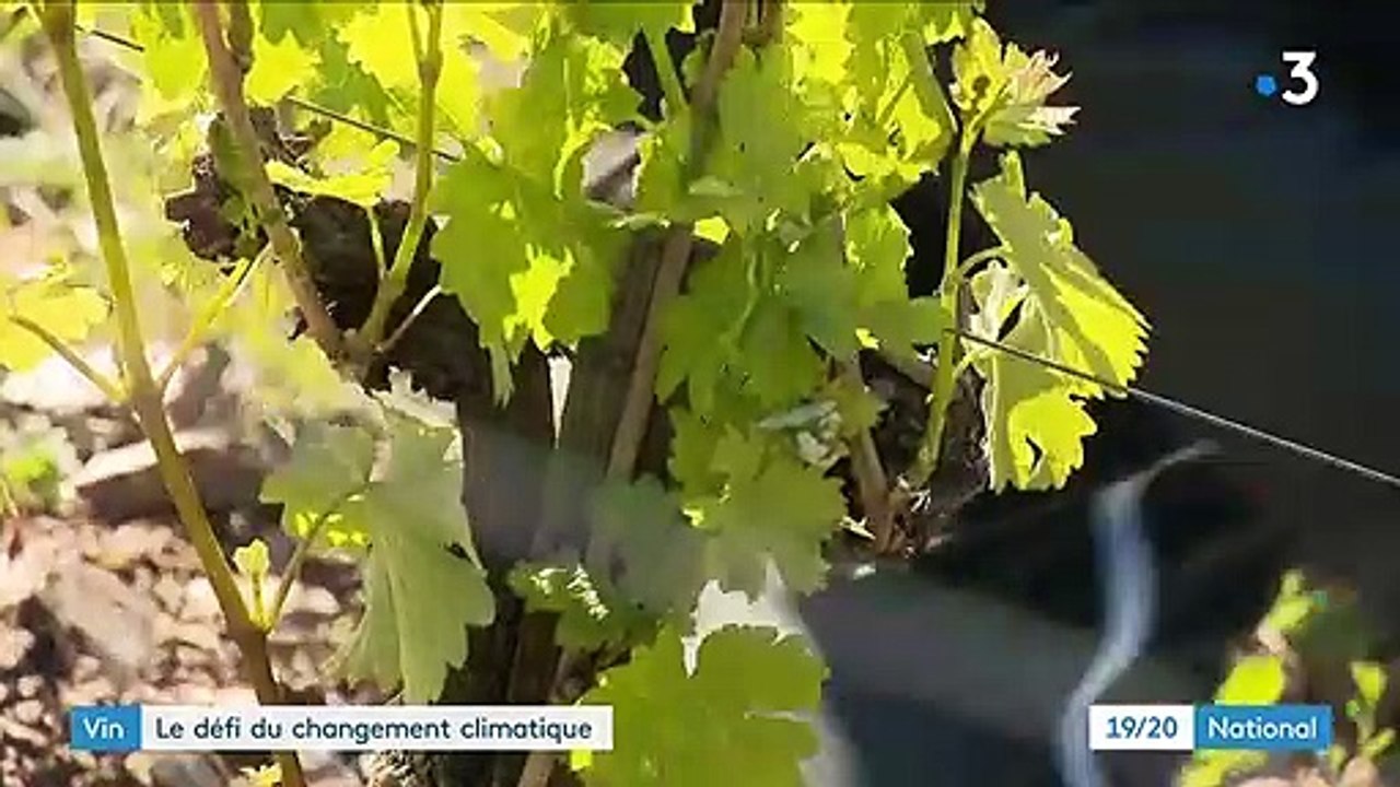Vin : des cépages anciens pour s'adapter au changement climatique