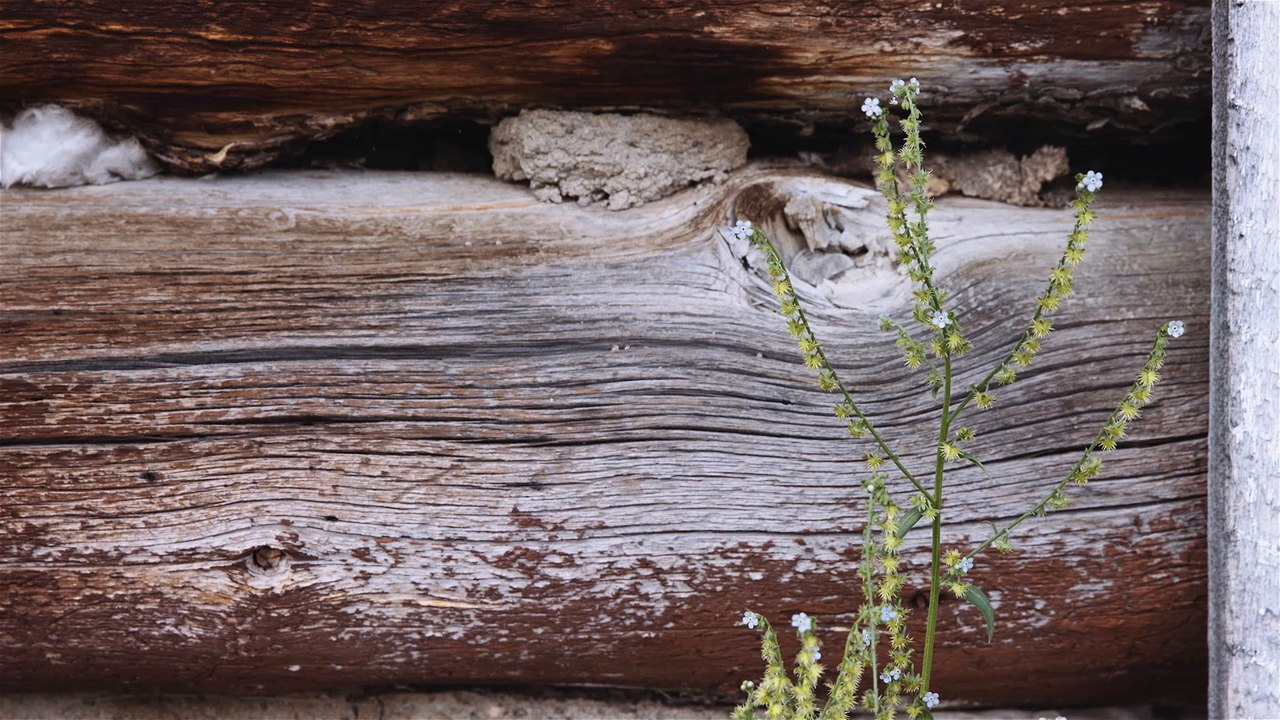 Gathering Storm: The Bikes &Wilderness Story