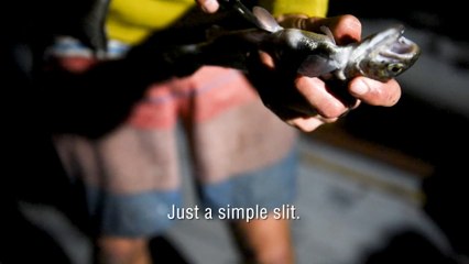 Quick and Easy Trout Cleaning