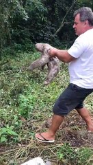 Helping a Sloth Cross the Road