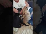 Human Scratches Dog Who Scratches Other Dog