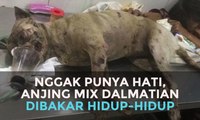 VLOG : Kisah Tragis Pemilik Anjing Dalmatian yang Anjingnya DIbakar Hidup-Hidup